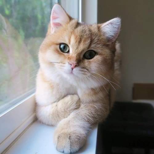 (｡◍❤ ᵌ❤｡◍)