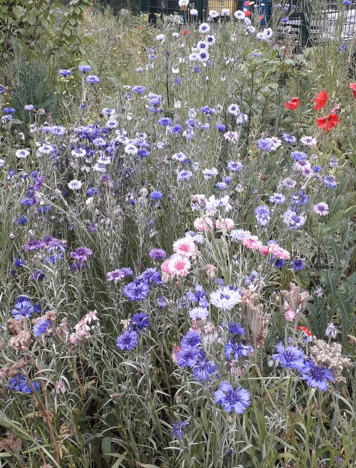Blumenwiese