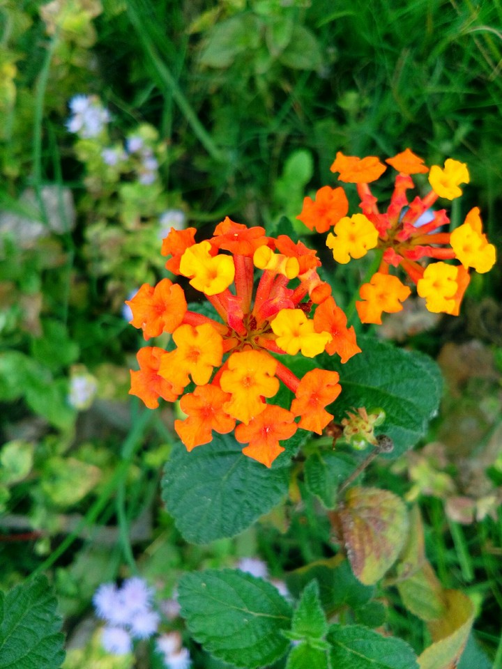 Flower Beauty