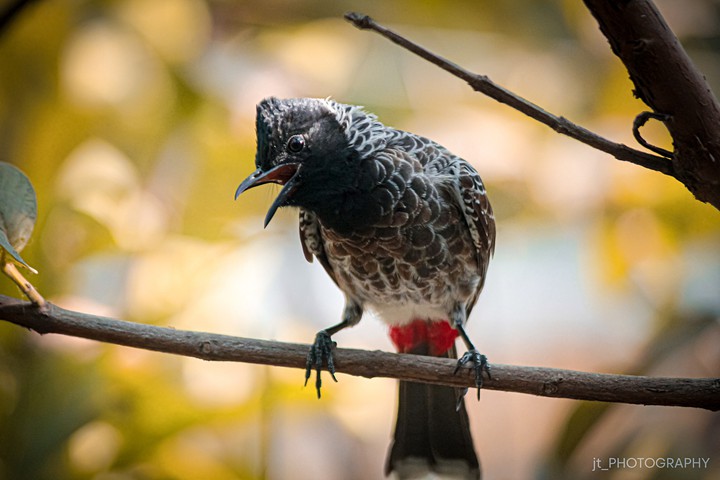 A Bird