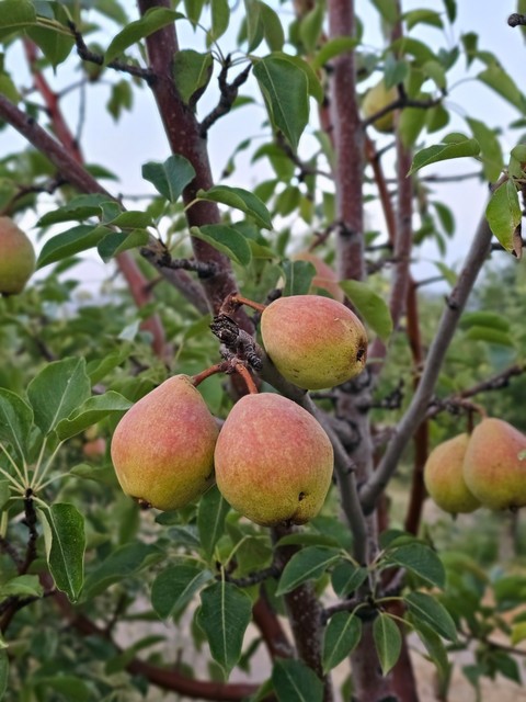 Pear, food वॉलपेपर