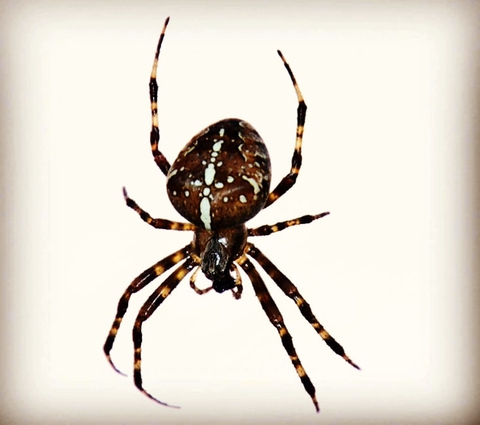Kreuzspinne