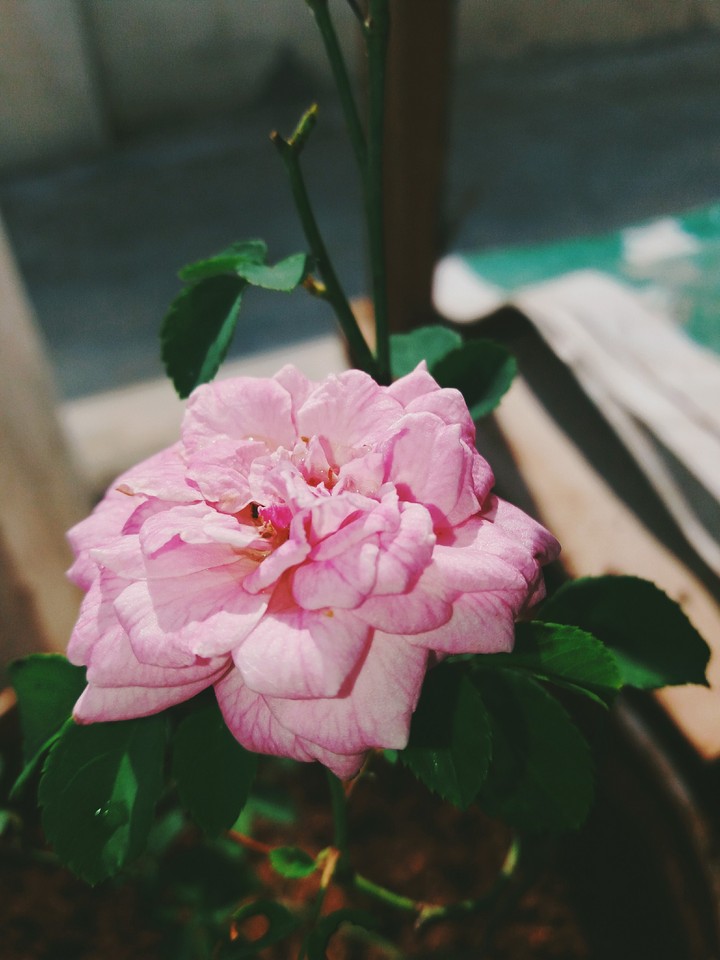 panneer Rose