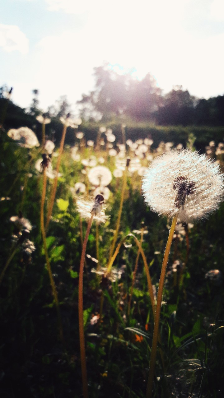 pusteblume