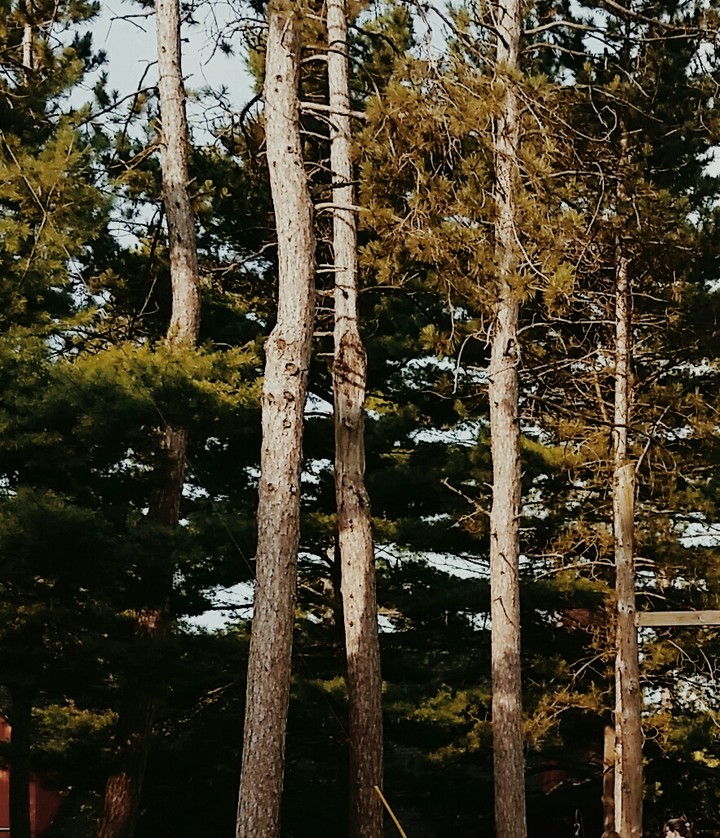 Trees