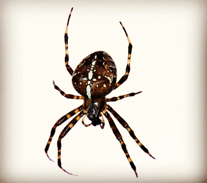 Kreuzspinne