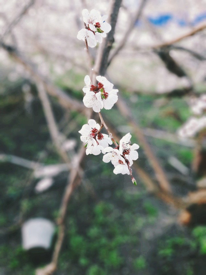 Blooming peach