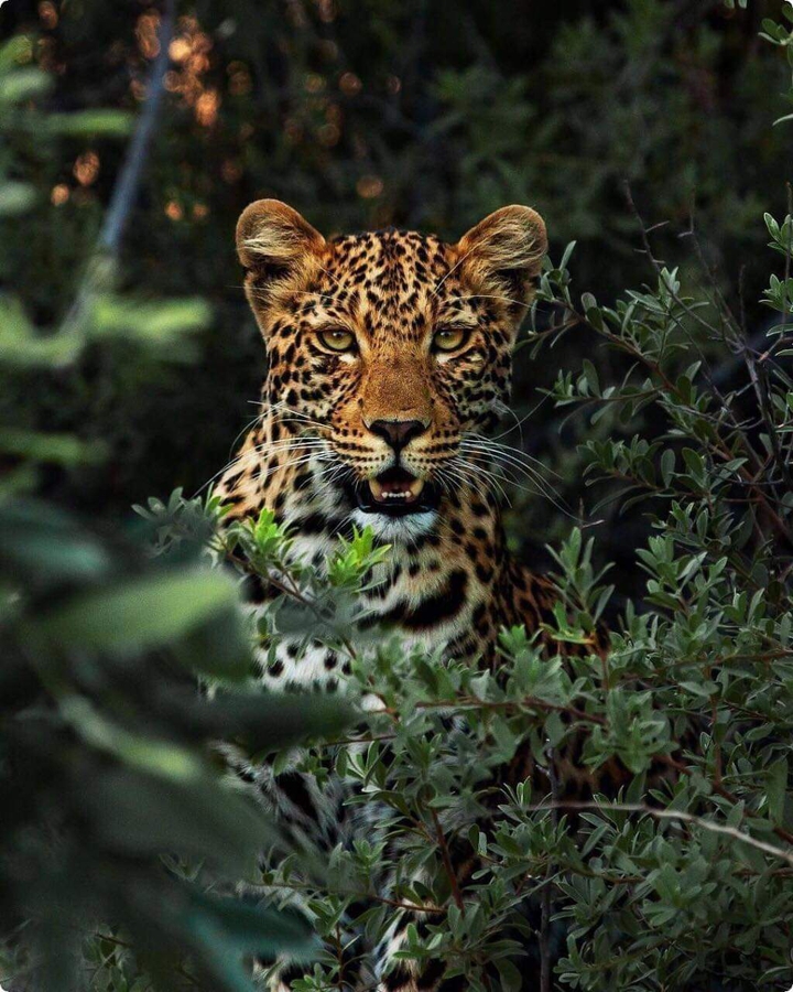 animal