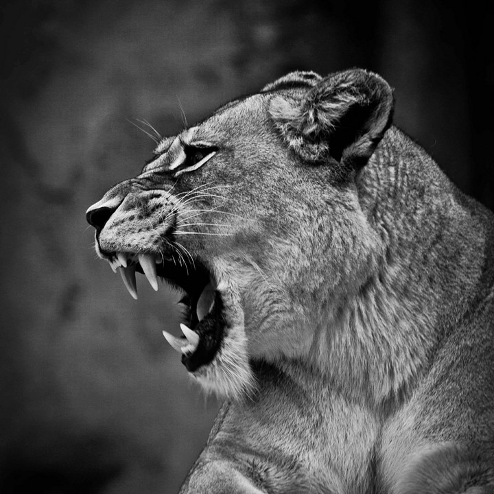Lioness