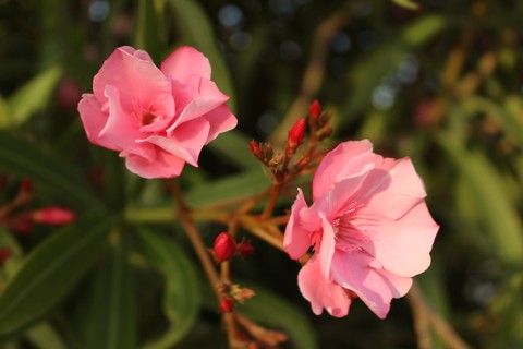 Pink flowers