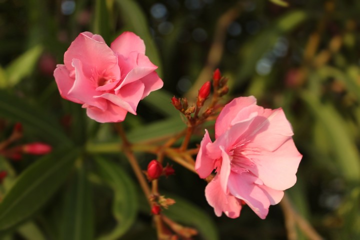 Pink flowers