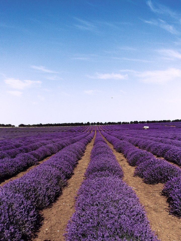 Field of lavender