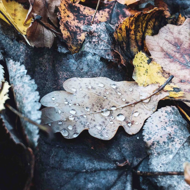 Leaves