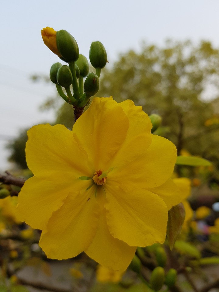 Tết