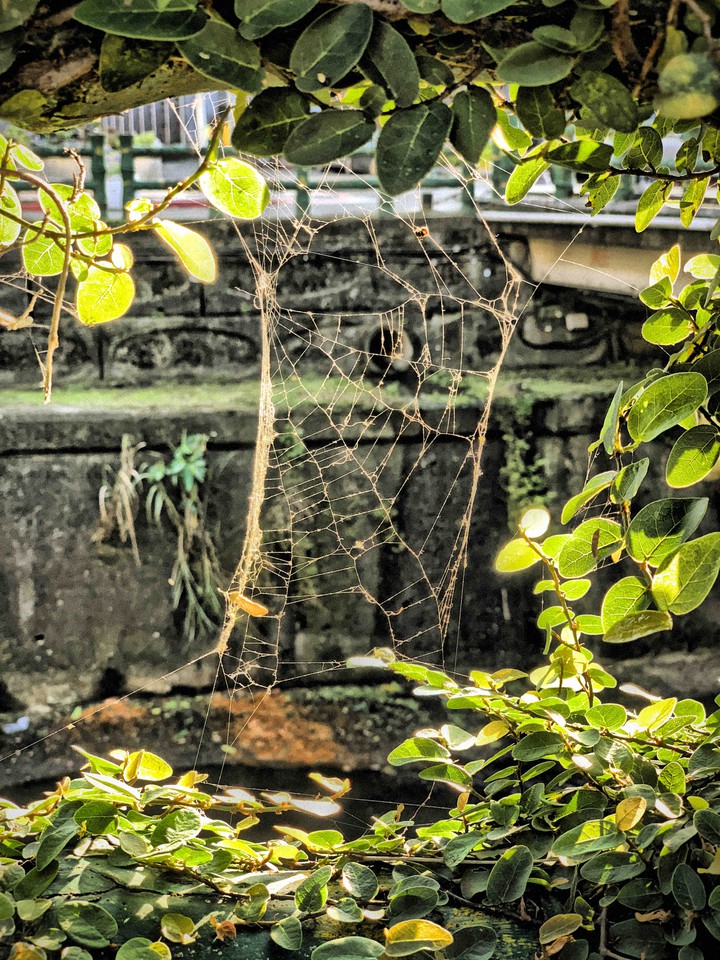 Cobweb in Academia Sinica