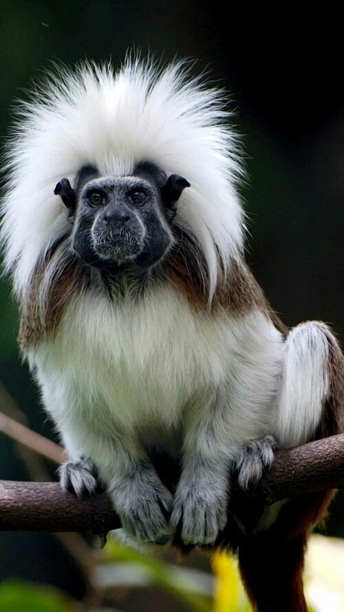 Monkey