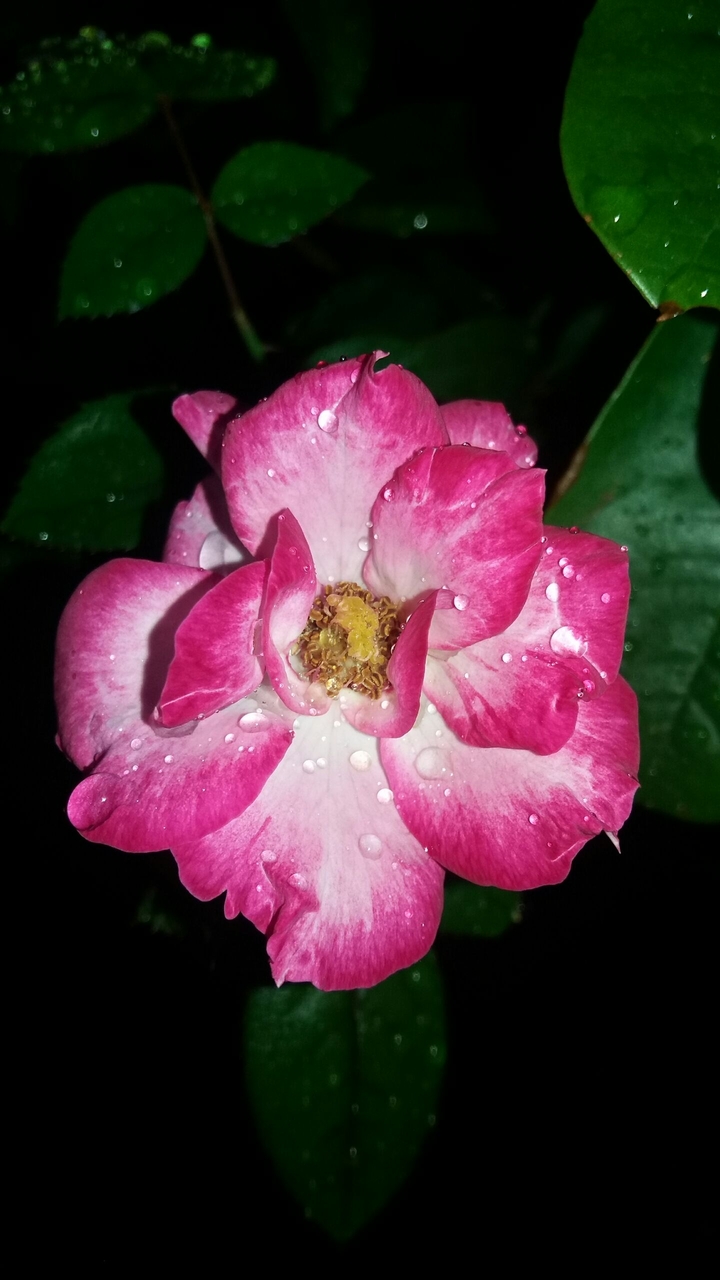 Rose in the garden