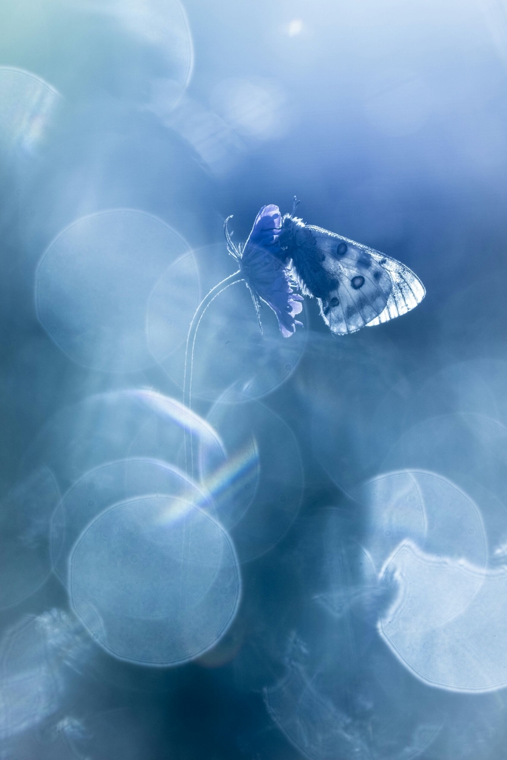 Ice screen