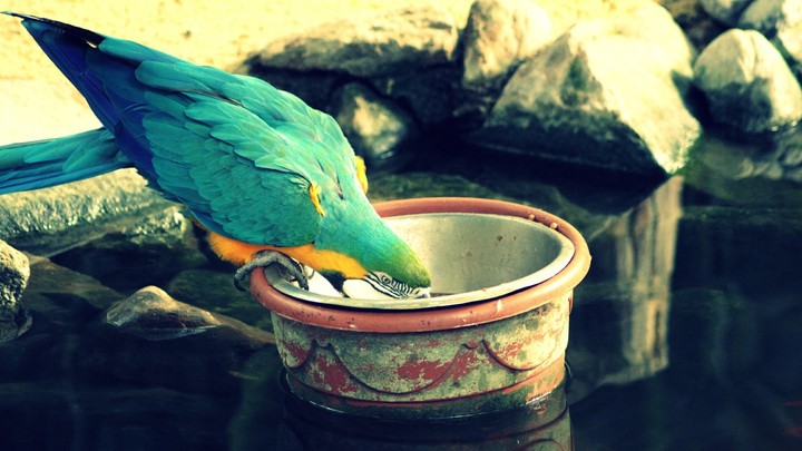 Bird