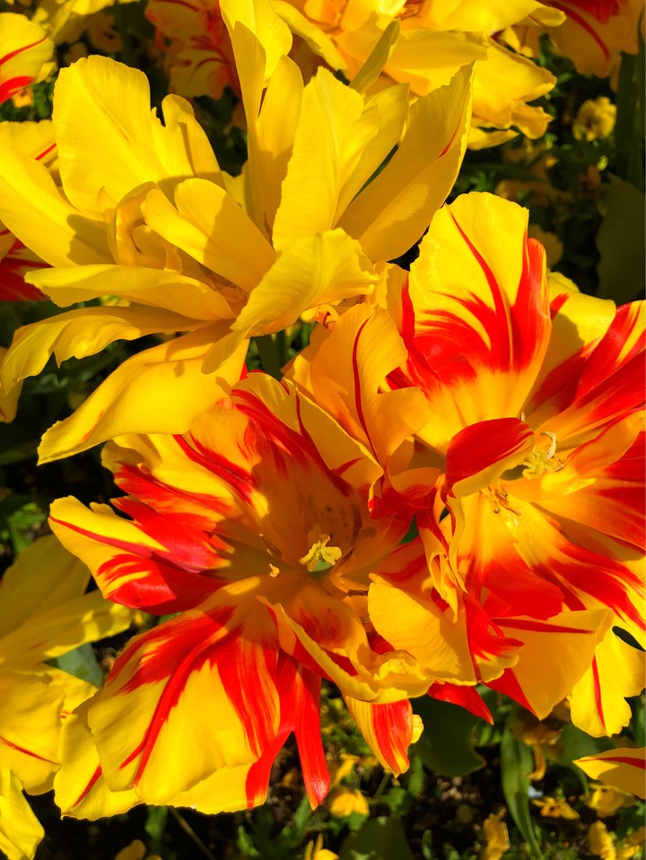 spring