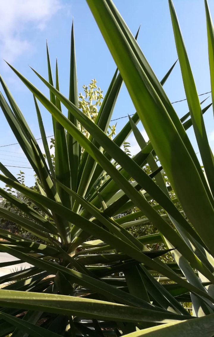 plants