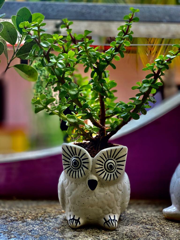 flower pot