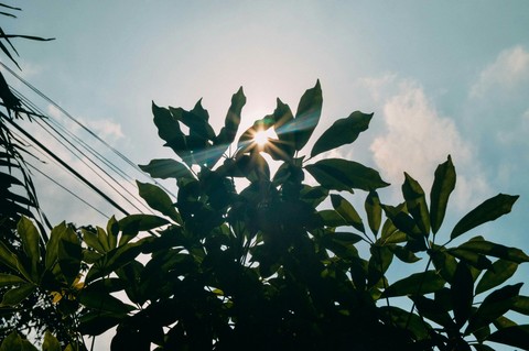 Sunshine