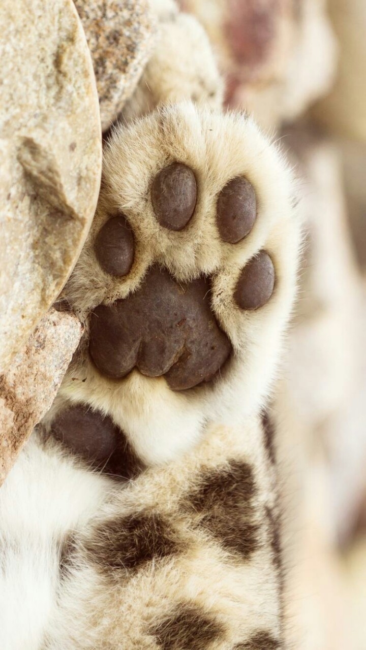 patte de chat