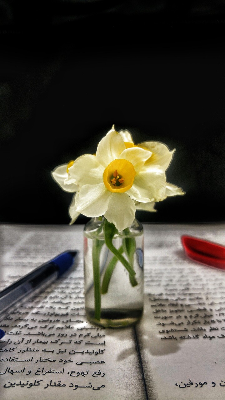 amaryllis_Nargess flower