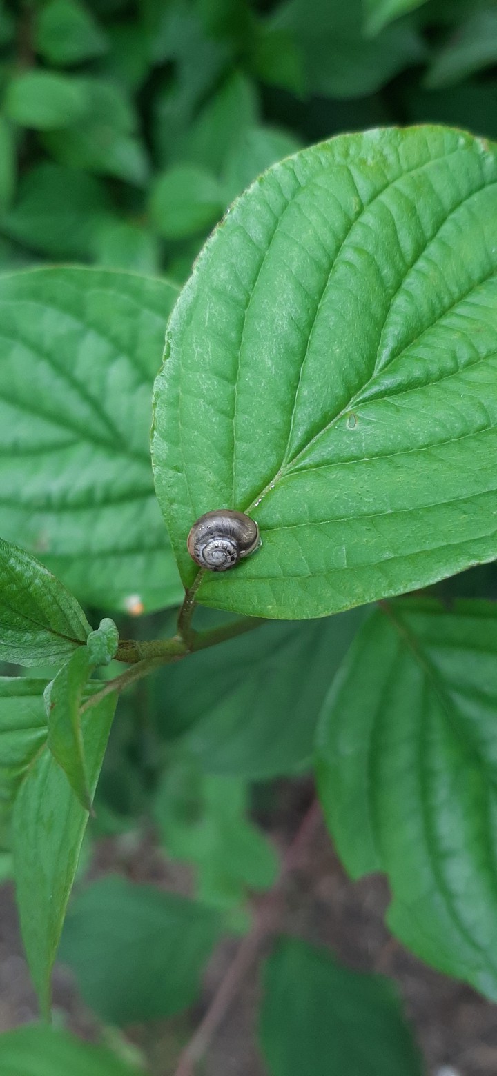 baby snail
