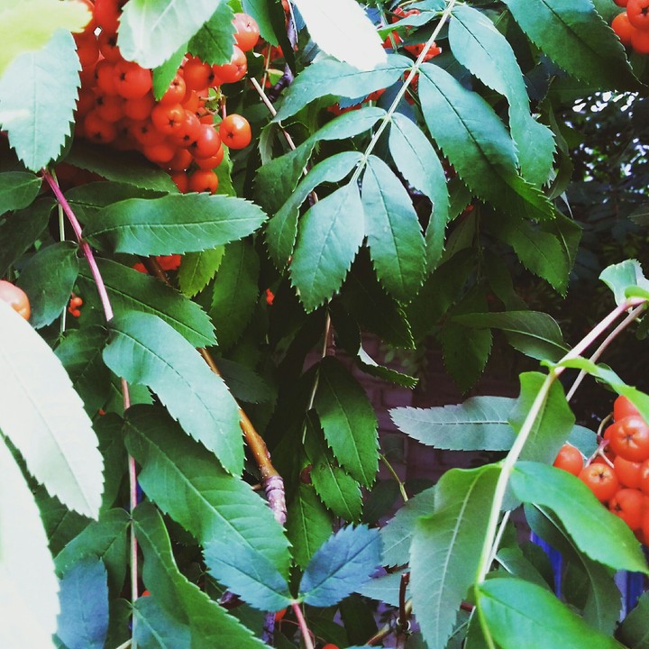 Rowan