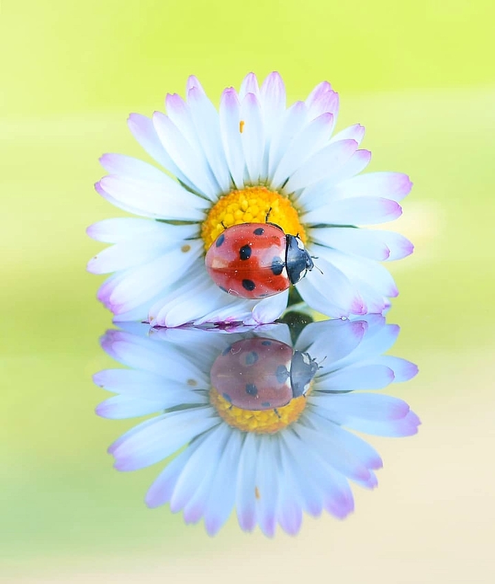 daisy