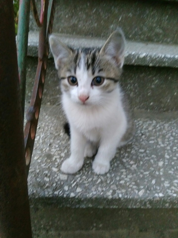 kitten