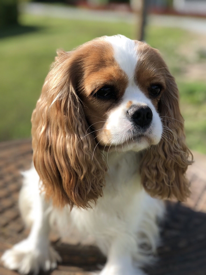 Doglove
