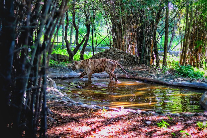 white tiger