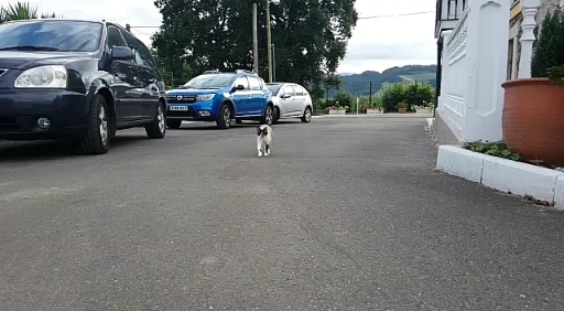 La gata lenta