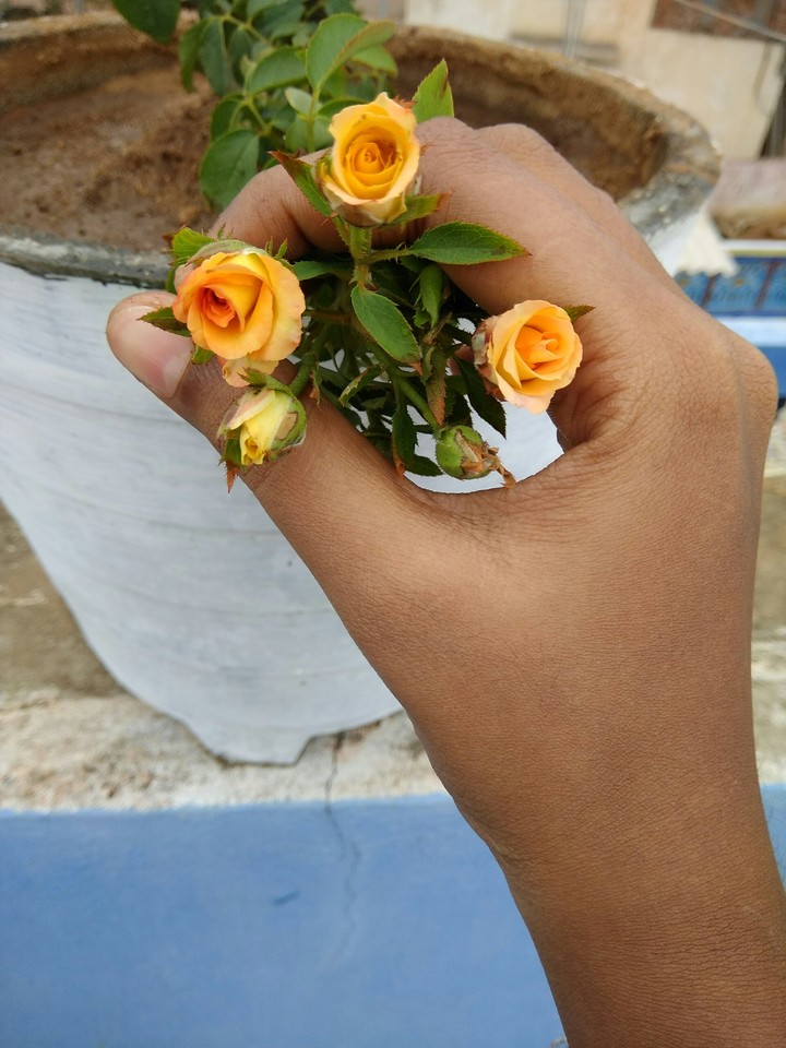 3 rose