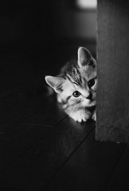 kitty