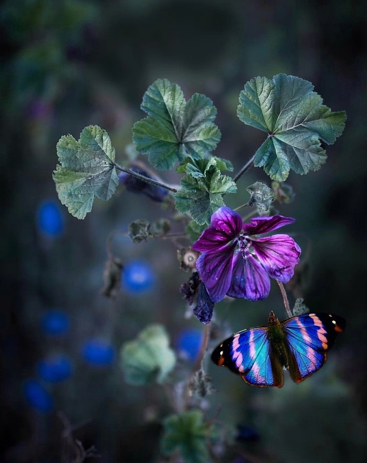 butterfly