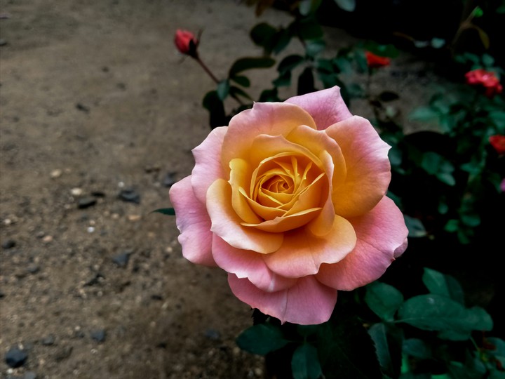 beauty of nature