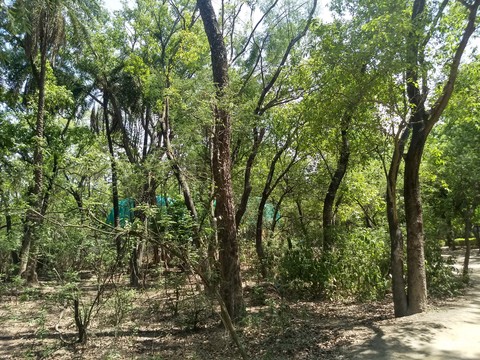 greenery