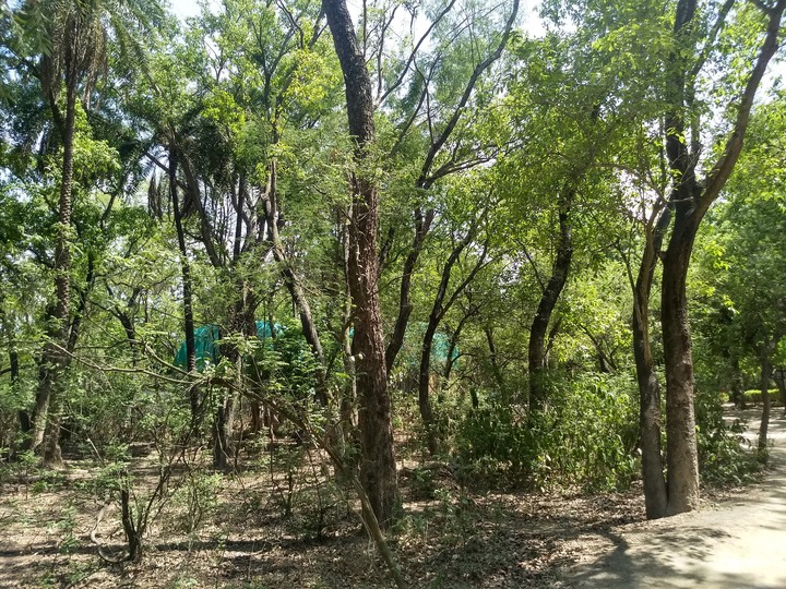 greenery