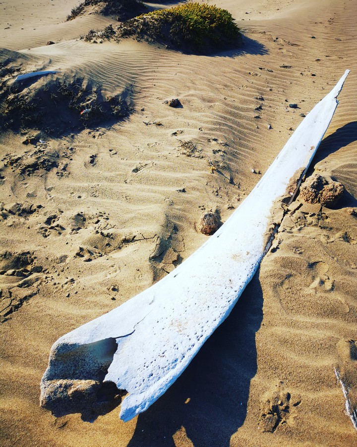beach finding