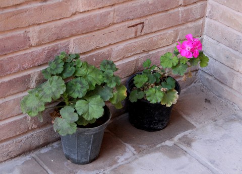 רקעים petal, groundcover