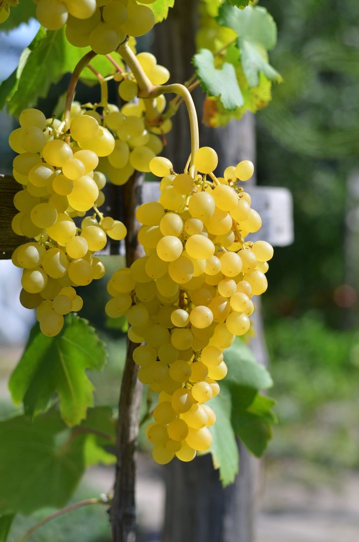 RIPE WHITE GRAPES