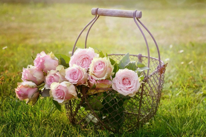 Blumen