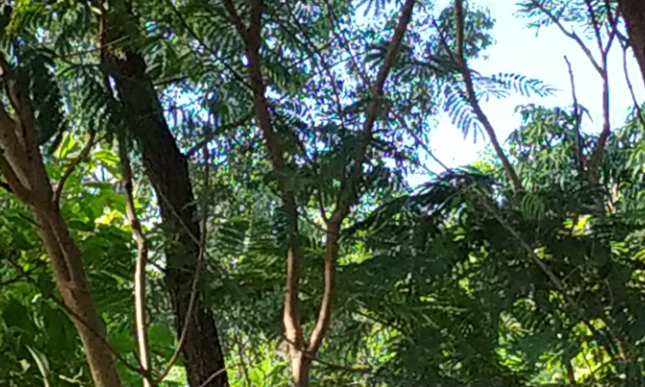 natureza