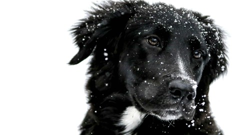 snow bogg