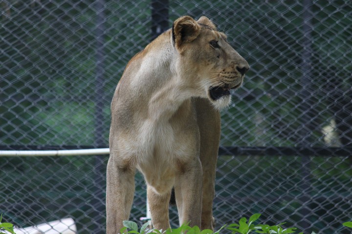 Lioness
