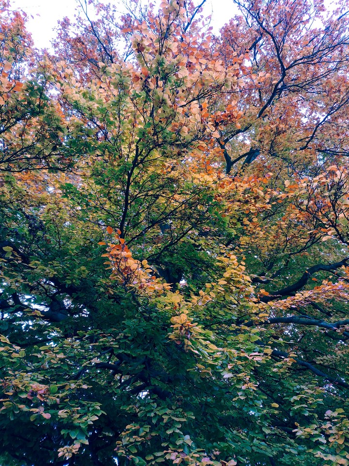 autumn tree